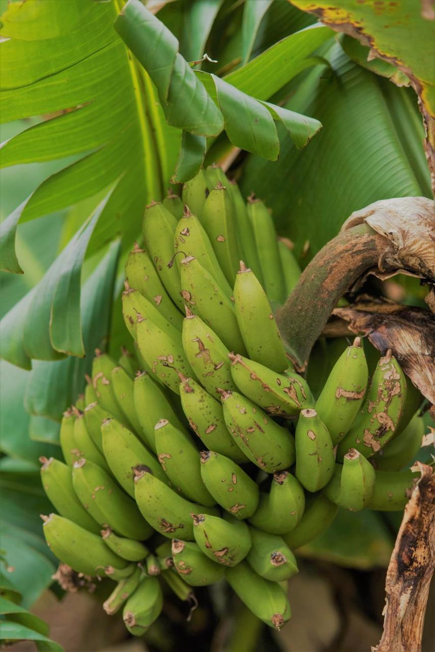 Herdade Do Ananas Ponta Delgada Kültér fotó