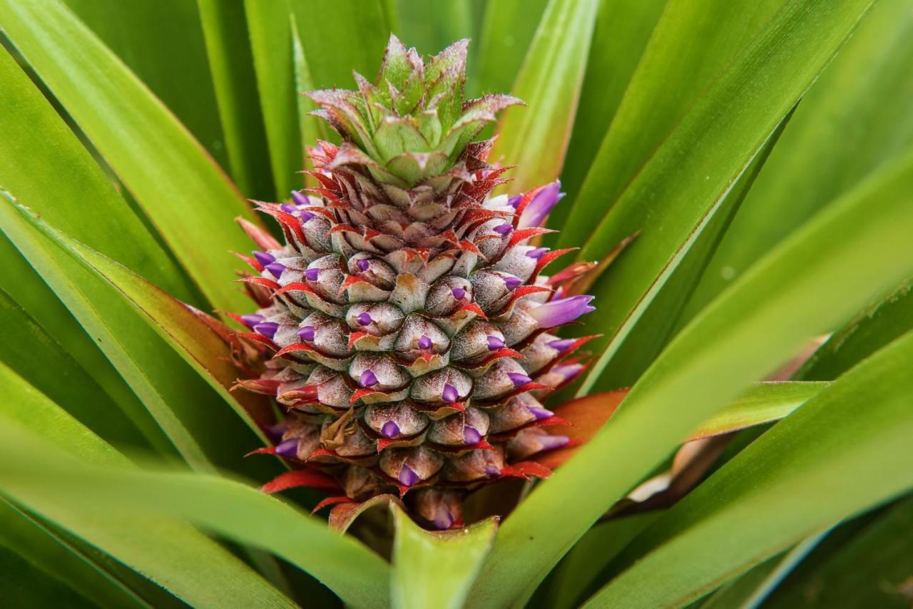 Herdade Do Ananas Ponta Delgada Kültér fotó