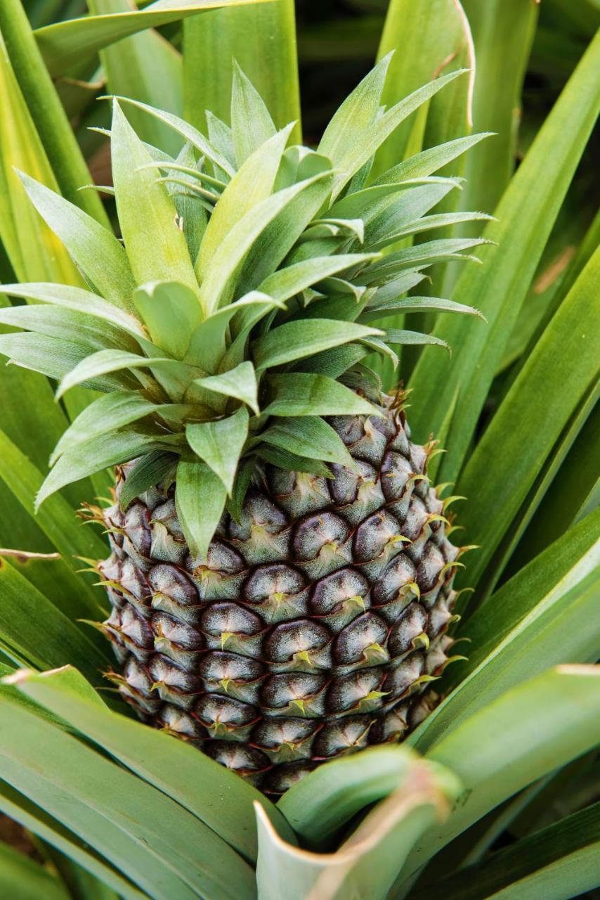 Herdade Do Ananas Ponta Delgada Kültér fotó